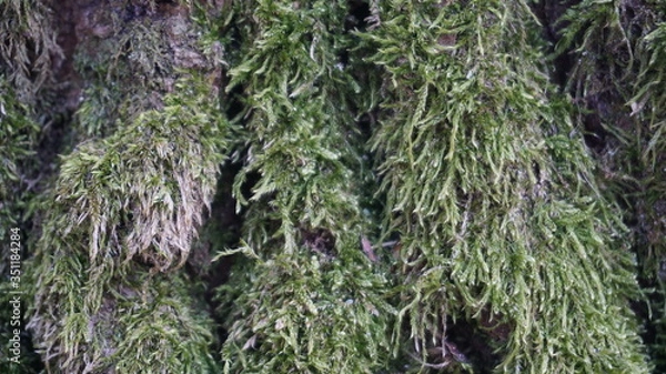 Obraz moss on the bark