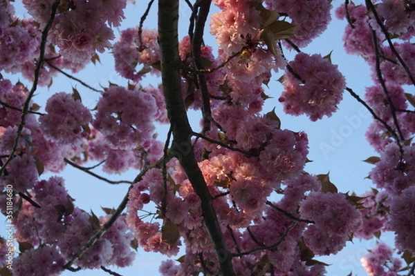 Obraz blooming cherry twig