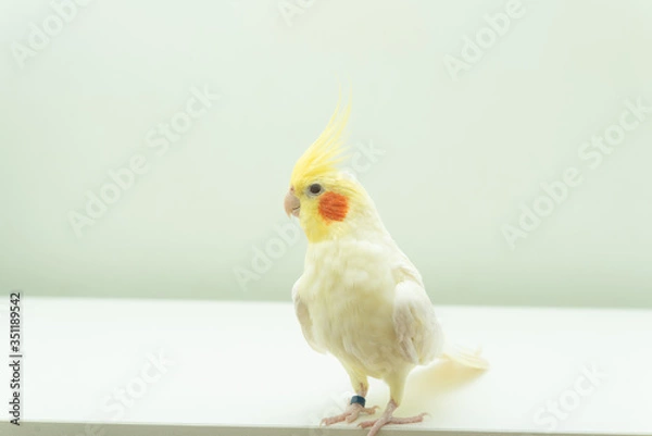 Obraz オカメインコ　ルチノー種