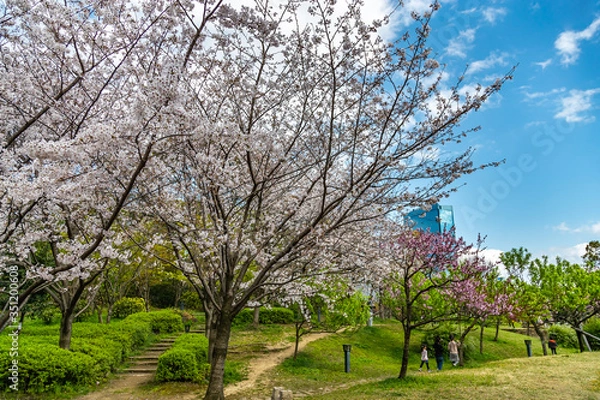 Fototapeta 大阪桜ノ宮 大川沿いの桜