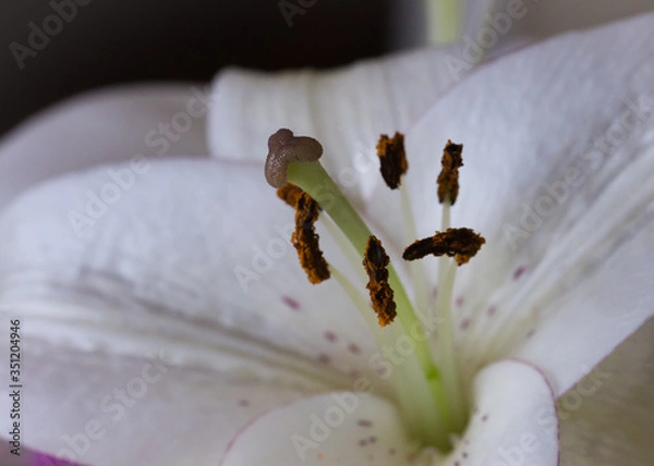 Obraz white lily closeup