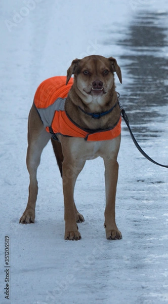 Obraz dog in the snow