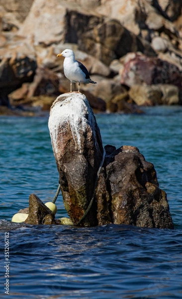 Obraz seagull on rock