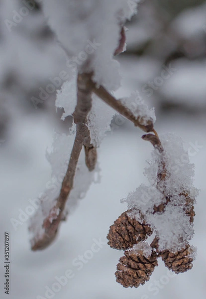 Obraz snow covered branches and pine cones