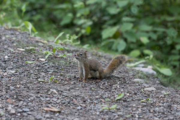 Obraz squirrel on the ground