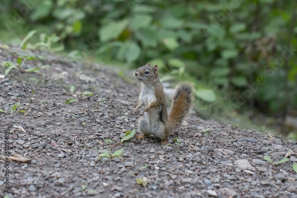 Obraz squirrel on the ground