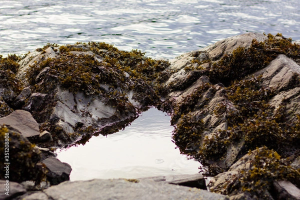 Obraz tidal pool