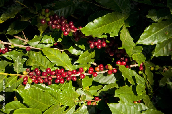 Obraz grãos de café