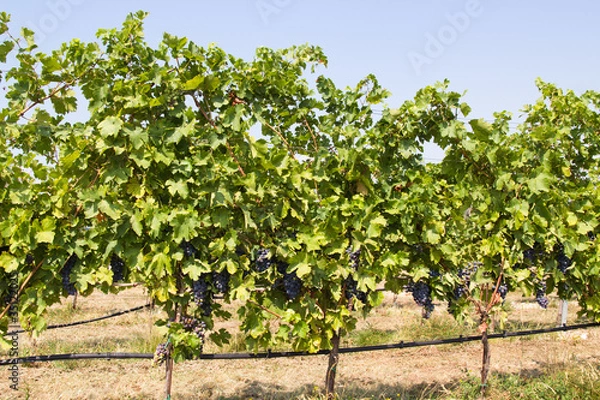 Fototapeta Weinanbau