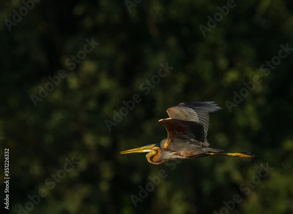 Obraz heron in flight