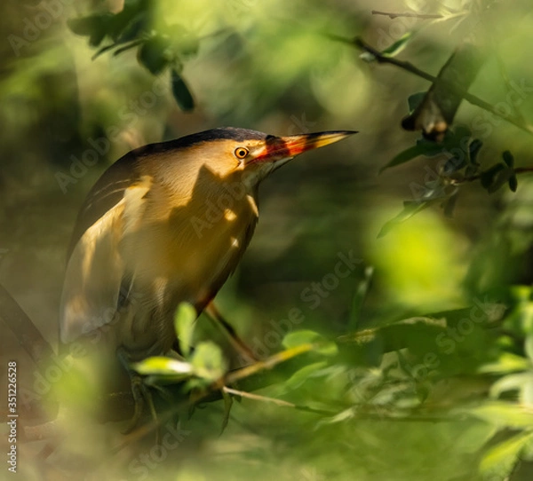 Obraz Least Bittern