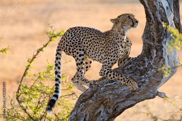 Obraz A young cheetah climbing a tree