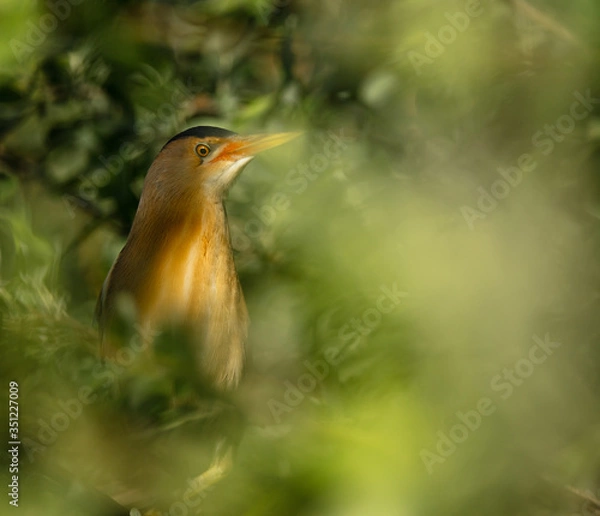 Obraz Least Bittern