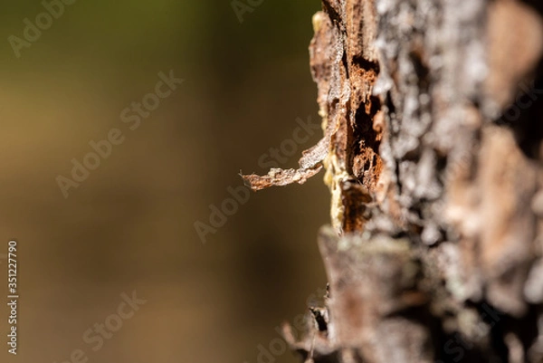 Obraz Kora drzewa