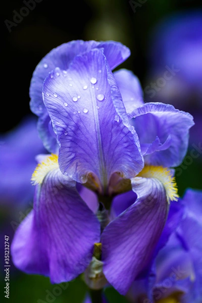 Fototapeta blue irises on a Dark background with place for text.
