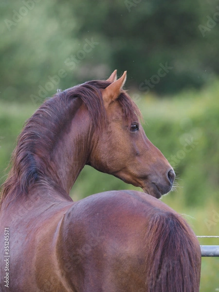 Obraz Welsh Pony from Behind