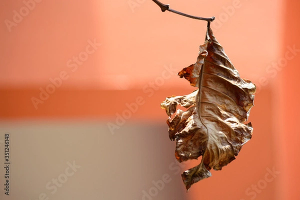 Obraz coffee dry leaf 