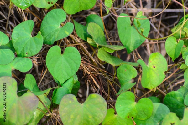 Obraz heart leaf in the forest