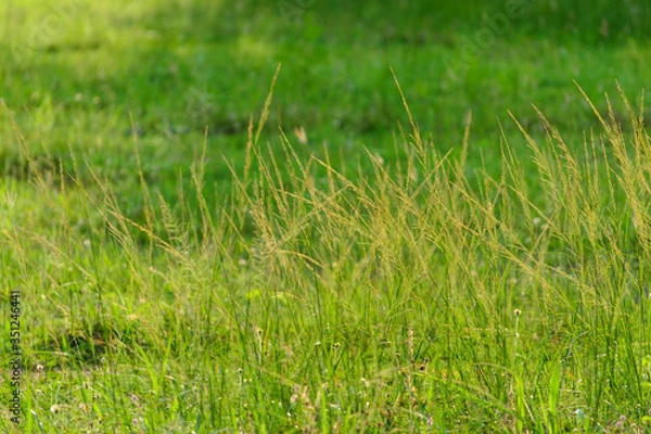 Obraz green grass in the wind