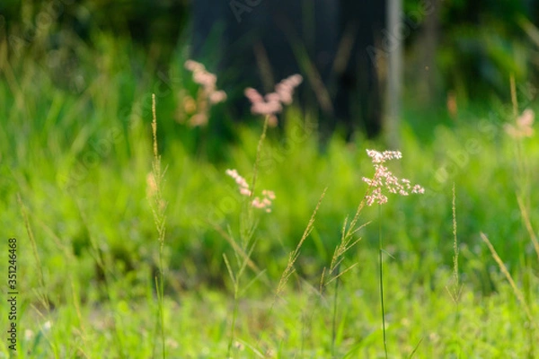 Obraz wild flowers in the grass