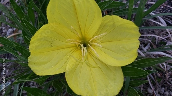 Fototapeta yellow flower