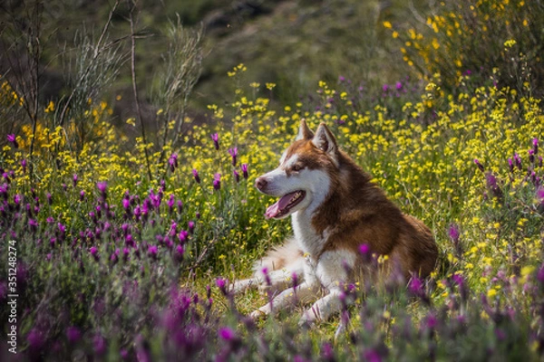 Fototapeta HUSKY