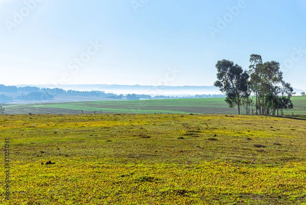 Fototapeta Rural landscape of the Pampa biome in the state of Rio Grande do Sul in Brazil bordering Uruguay and Argentina