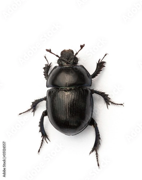 Obraz Dor beetle
