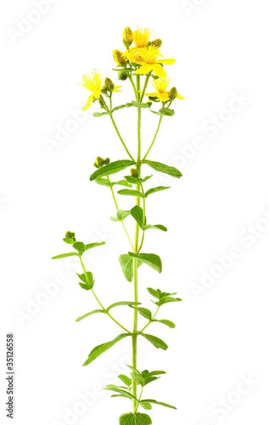Obraz St John's wort