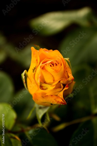 Obraz single yellow rose