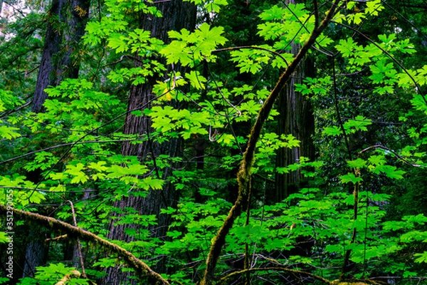 Fototapeta green forest background