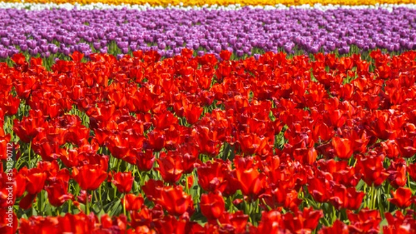 Obraz 
A large field of red tulips. Many flowers, many red tulips, fresh flowers. Tulips grow in the field. Growing Tulips.