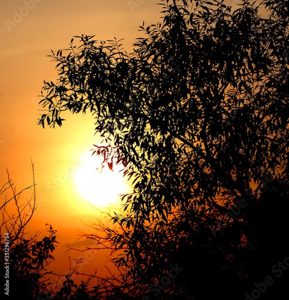 Obraz tree silhouette at sunset