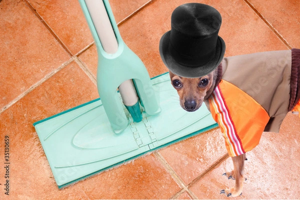 Obraz Dog on clean floor