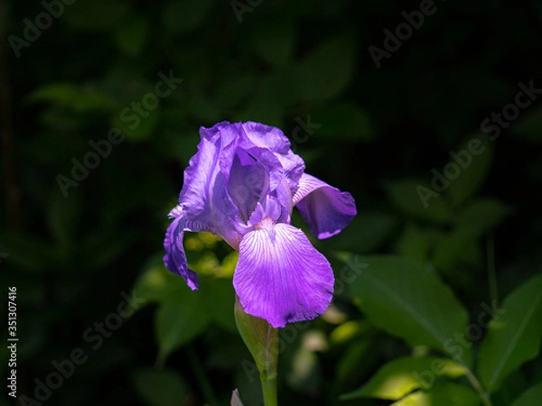Obraz Iris bearded, flowers of purple iris in the garden, bearded irises wonderful flower, flower irises.