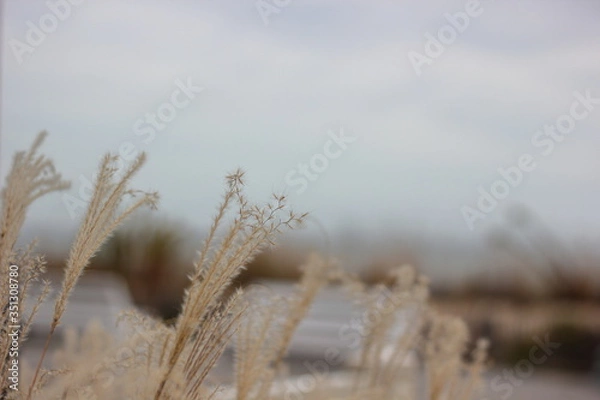 Obraz Pampas grass at the beach