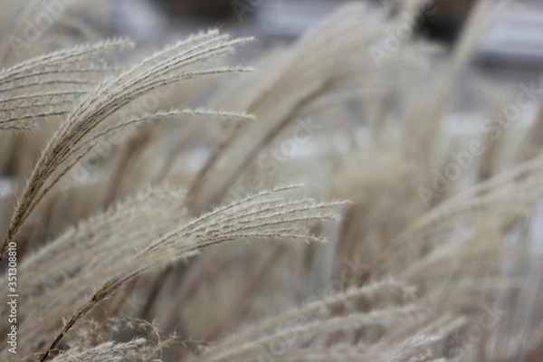 Obraz Pampas grass at the beach