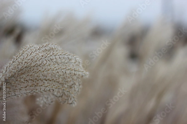 Obraz Pampas grass at the beach