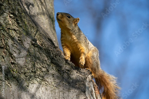 Fototapeta eastern fox squirrel looking for a snack on a sunny day in the park