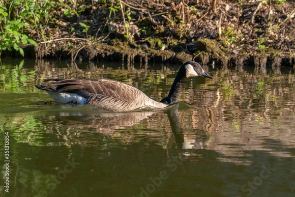 Fototapeta Goose going through the water in the evening sun