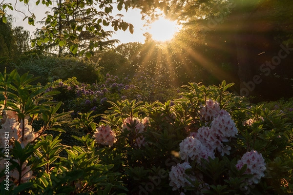 Fototapeta Twilight shot with flowers and flies