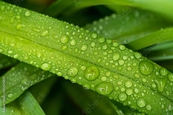 Obraz Water drops in green leaf