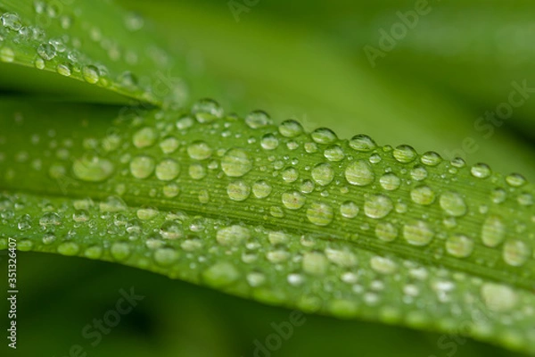 Obraz Water drops in green leaf