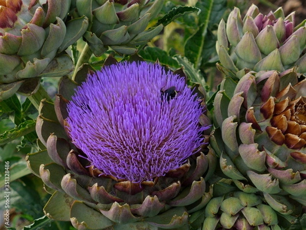 Obraz purple artichoke flower