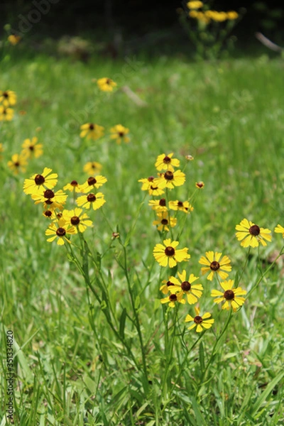Obraz Wild Southern Field Daisies