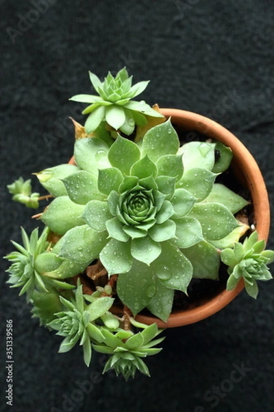 Obraz cactus in a pot