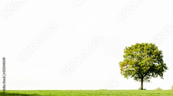 Obraz Tree Alone