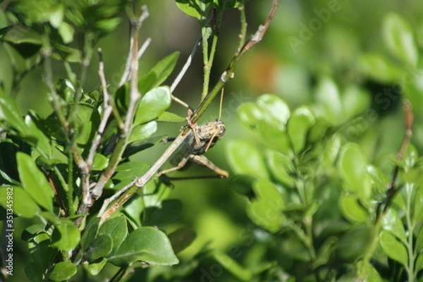 Fototapeta chapulin verde