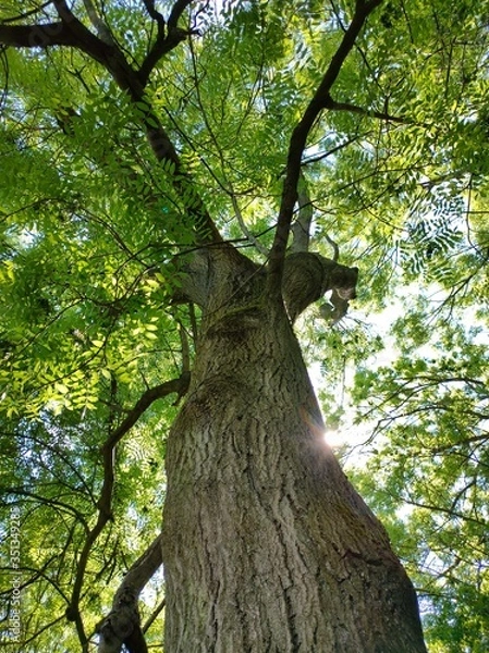 Fototapeta tree in the forest