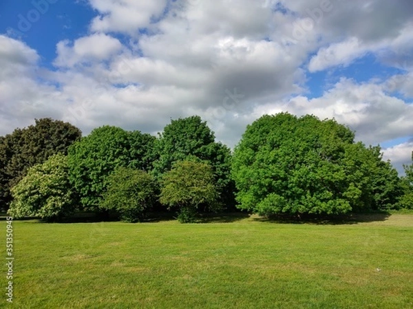Obraz trees in the park